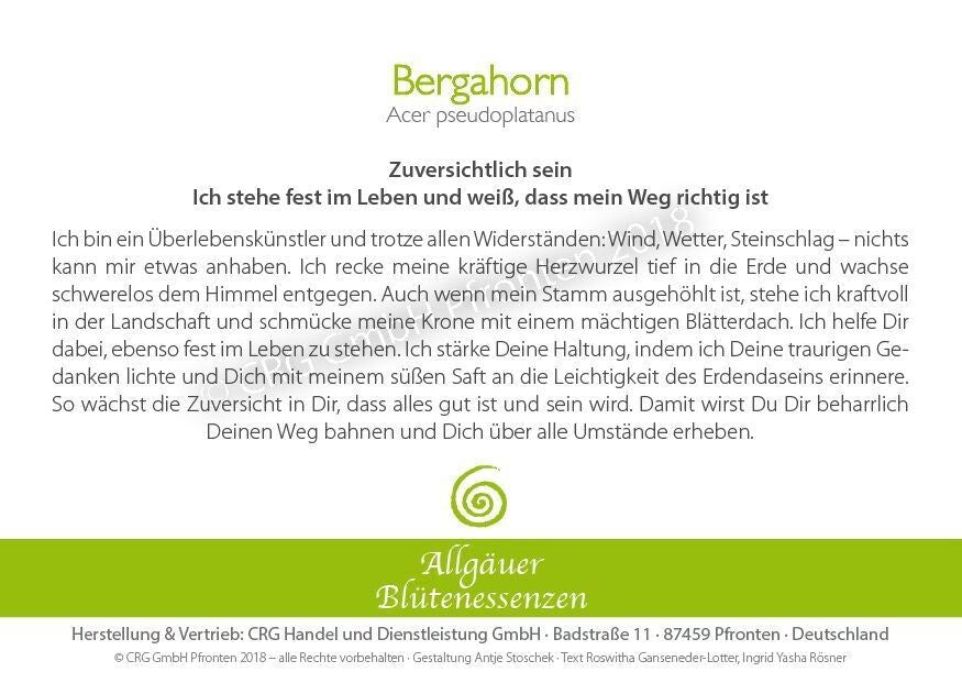 Essence florale d’Allgäu – érable sycomore