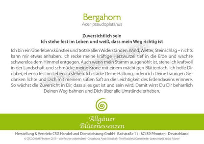 Essence florale d’Allgäu – érable sycomore