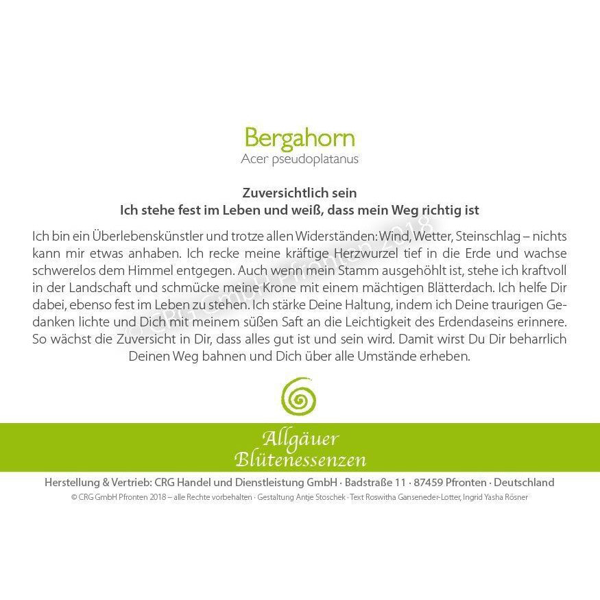 Essence florale d’Allgäu – érable sycomore