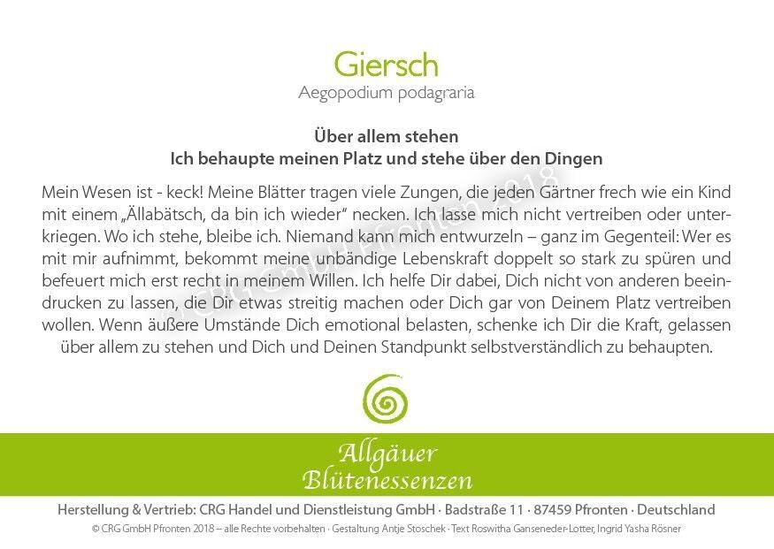 Essence florale d’Allgäu – Giersch