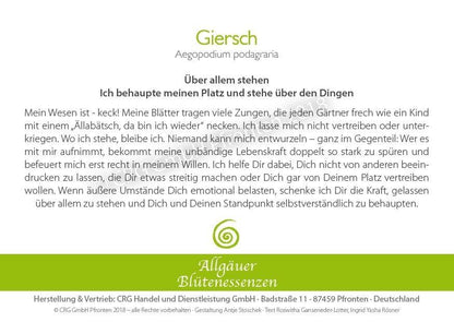 Essence florale d’Allgäu – Giersch