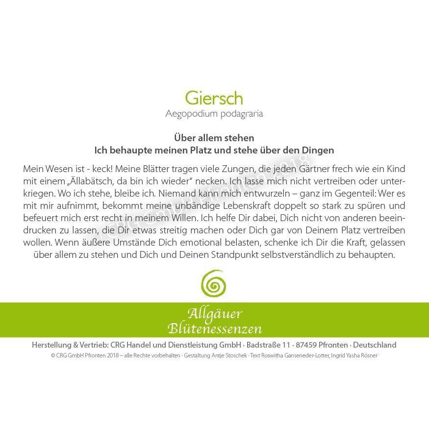 Essence florale d’Allgäu – Giersch