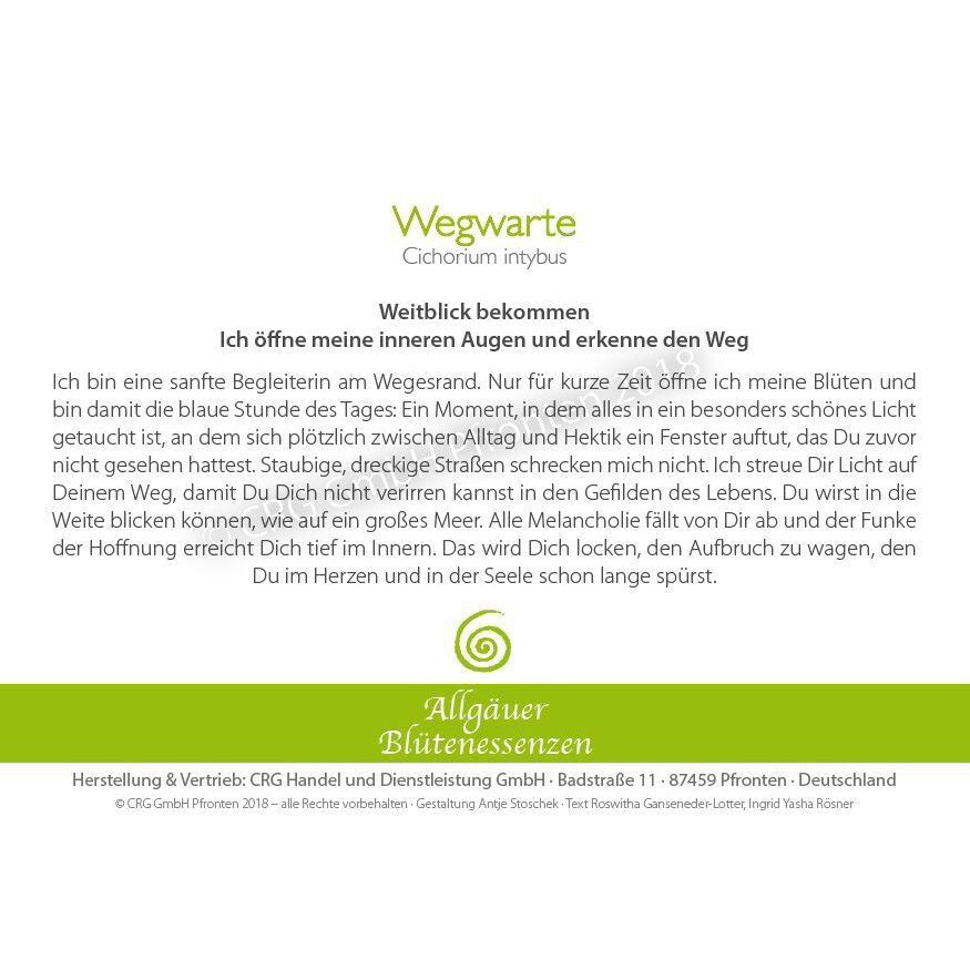 Essence florale d’Allgäu – chicorée