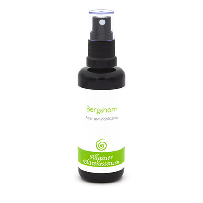 Essence florale d’Allgäu – érable sycomore