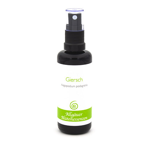 Essence florale d’Allgäu – Giersch