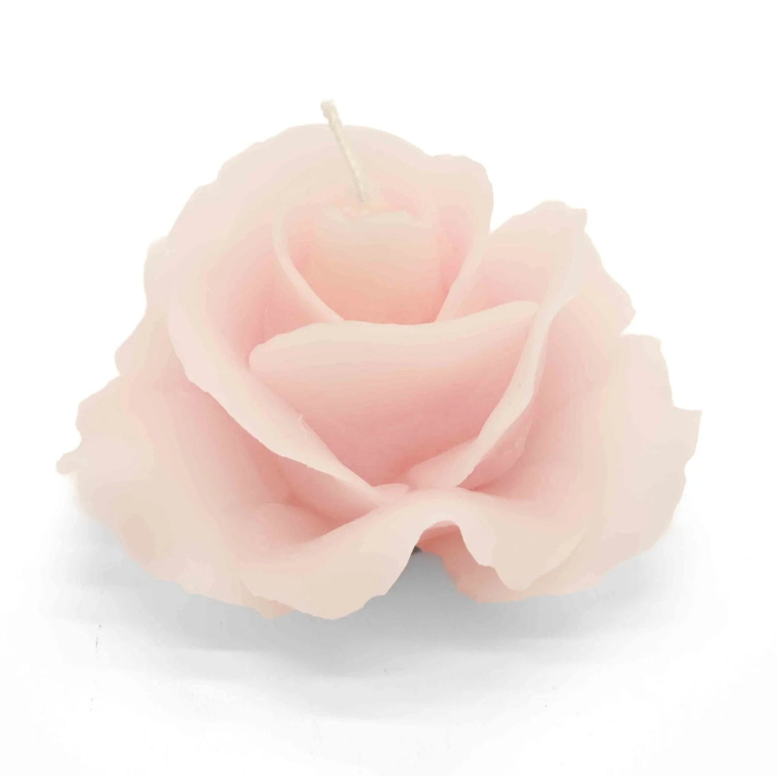 rosa candela-rosa-a006-00773-2_2400