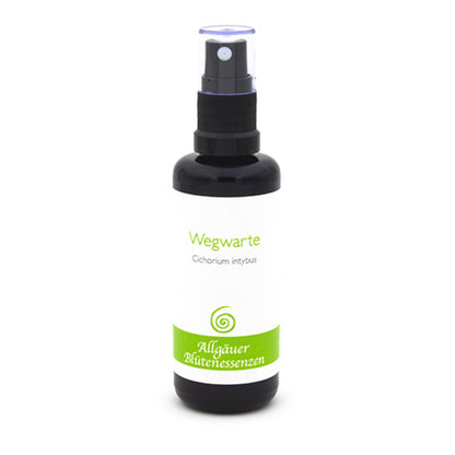 Essence florale d’Allgäu – chicorée